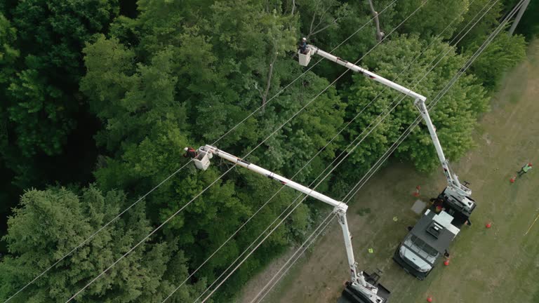 How Our Tree Care Process Works  in  Haverford College, PA